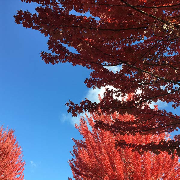 Autumn - Tacoma, WA - 2019