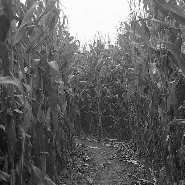 Corn Maze - Long Valley, NJ - 2010