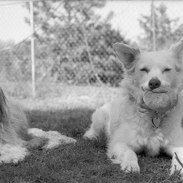 Daisy and Belle - Schooley’s Mountain, New Jersey - 1995