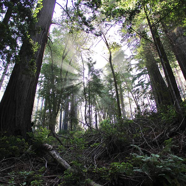 Forest - Big Sur, CA - 2011