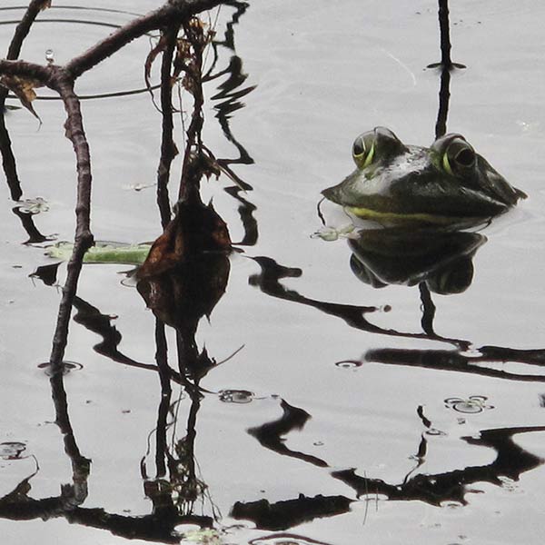Frog - Tusten, NY - 2010