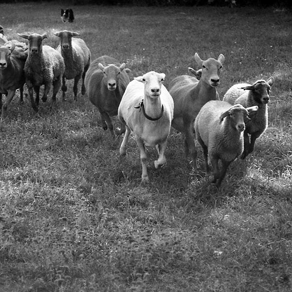 Goats - Schooley’s Mountain, NJ - 1996