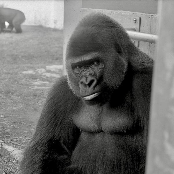 Gorilla - Bronx Zoo, NY - 1989