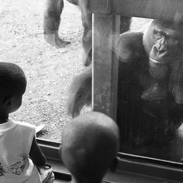 Gorilla and boys - Bronx Zoo, NY - 1989