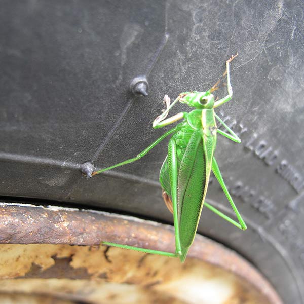 Grasshopper - Tusten, NY - 2012