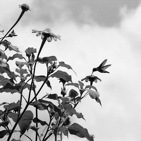 Hummingbird and Mexican Sunflower - Schooley's Mountain, NJ - 1995