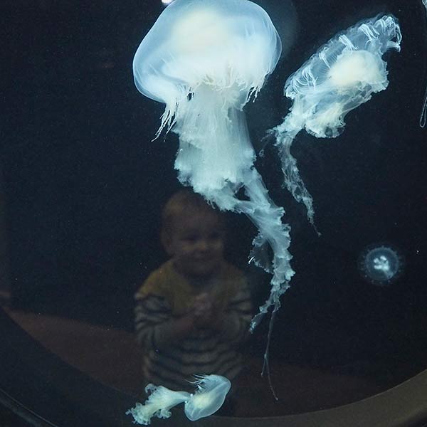 Jelly Fish with Toddler - Tacoma, WA - 2013