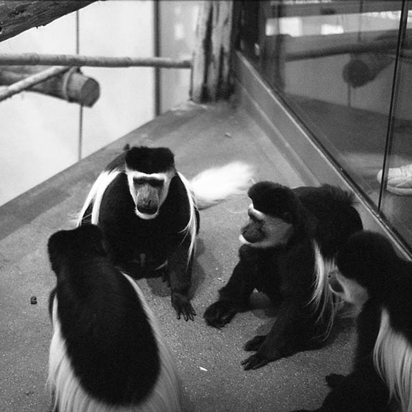 Monkeys - Bronx Zoo, NY - 1990