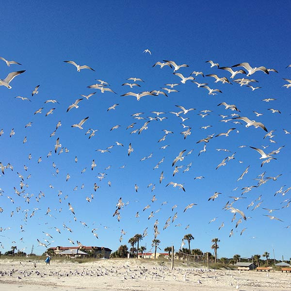 Seagulls - Amelia Island, FL - 2015