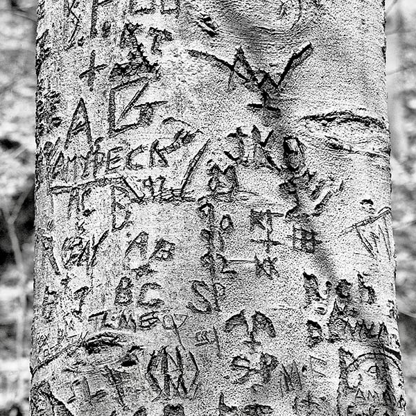 Tree Trunk - Long Valley, NJ - 2003