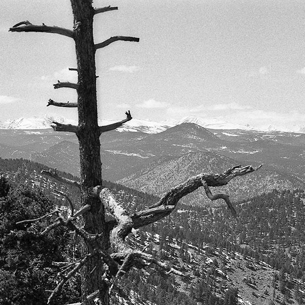 Tree and Mountains - Colorado - 1971