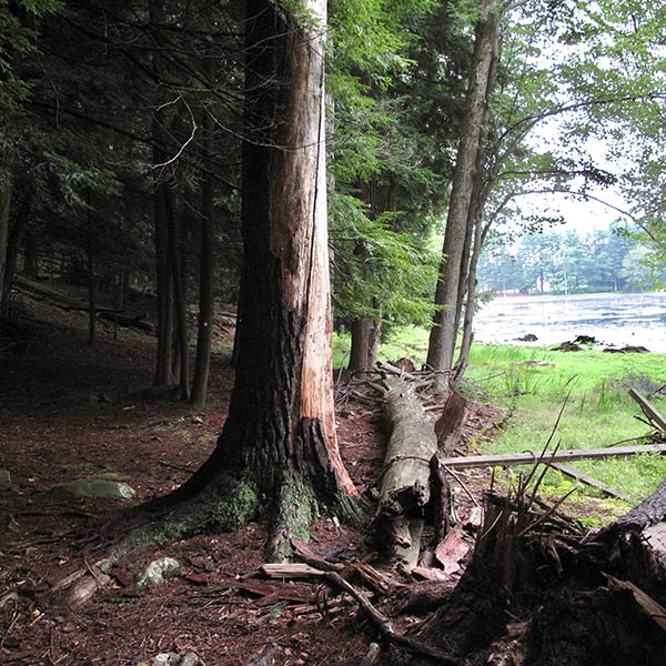 Tree by the Lake