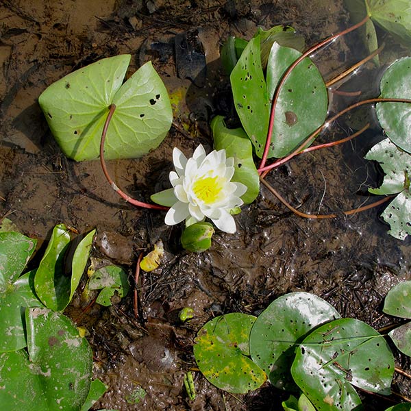 Water Lilys